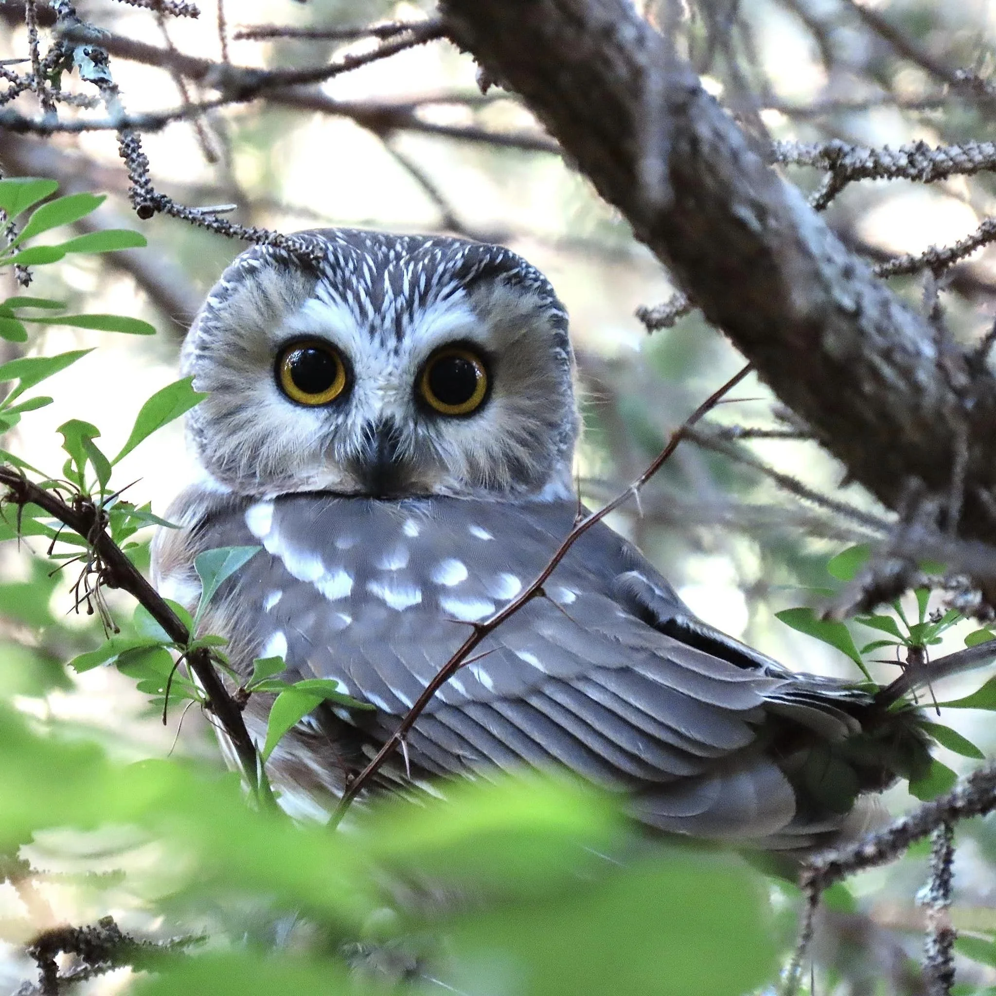 For the Birds: A Haiku Craft Talk for The Poet's Corner (on Zoom)