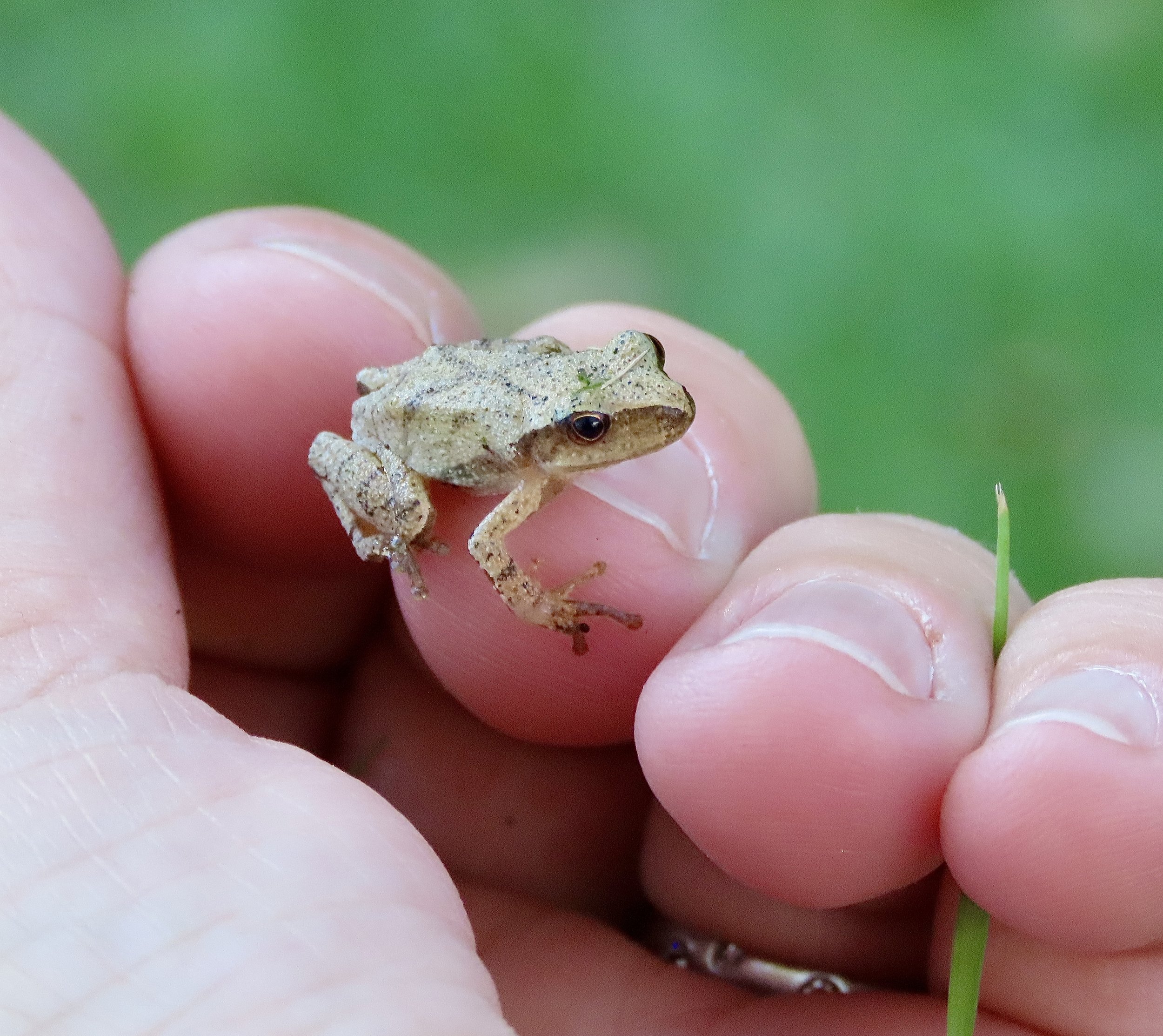 Reading / Introduction to Haiku (Camden, ME)