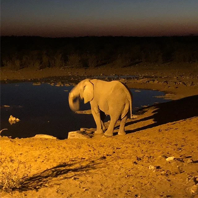 Good night from Namibia
#etosha
#etoshanationalpark
#waterhole
#elephant
#selfdrive
#safari
#visitnamibia