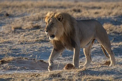The King.
Early morning view at Klein Okevi waterhole in Etosha National Park, Namibia.
Photos by our driver & guide, Ute Von Ludwiger.
#exploreetosha
#etosha
#visitnamibia
#gamedrive
#selfdrive
#lion
#safari