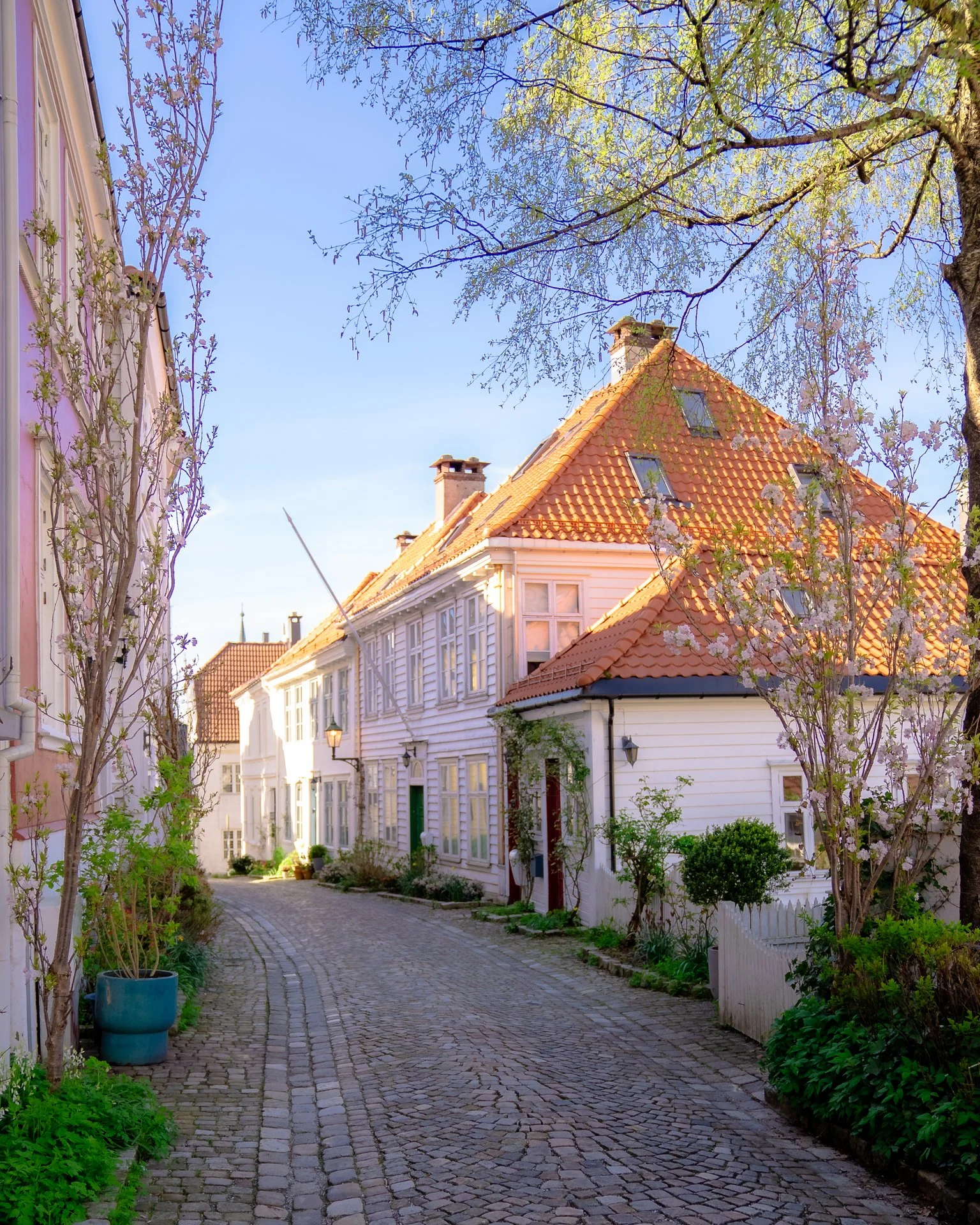 Blomstring Bergen 23 april 2025 (12 av 48).jpg