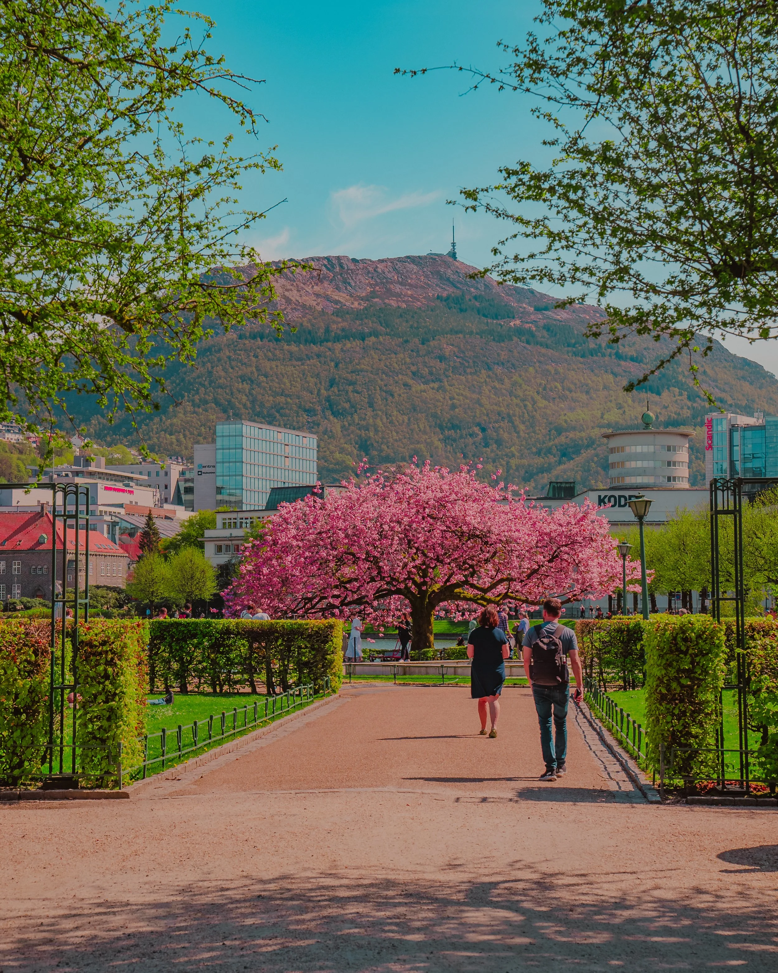 Cherry Blossoms Bergen-110.jpg