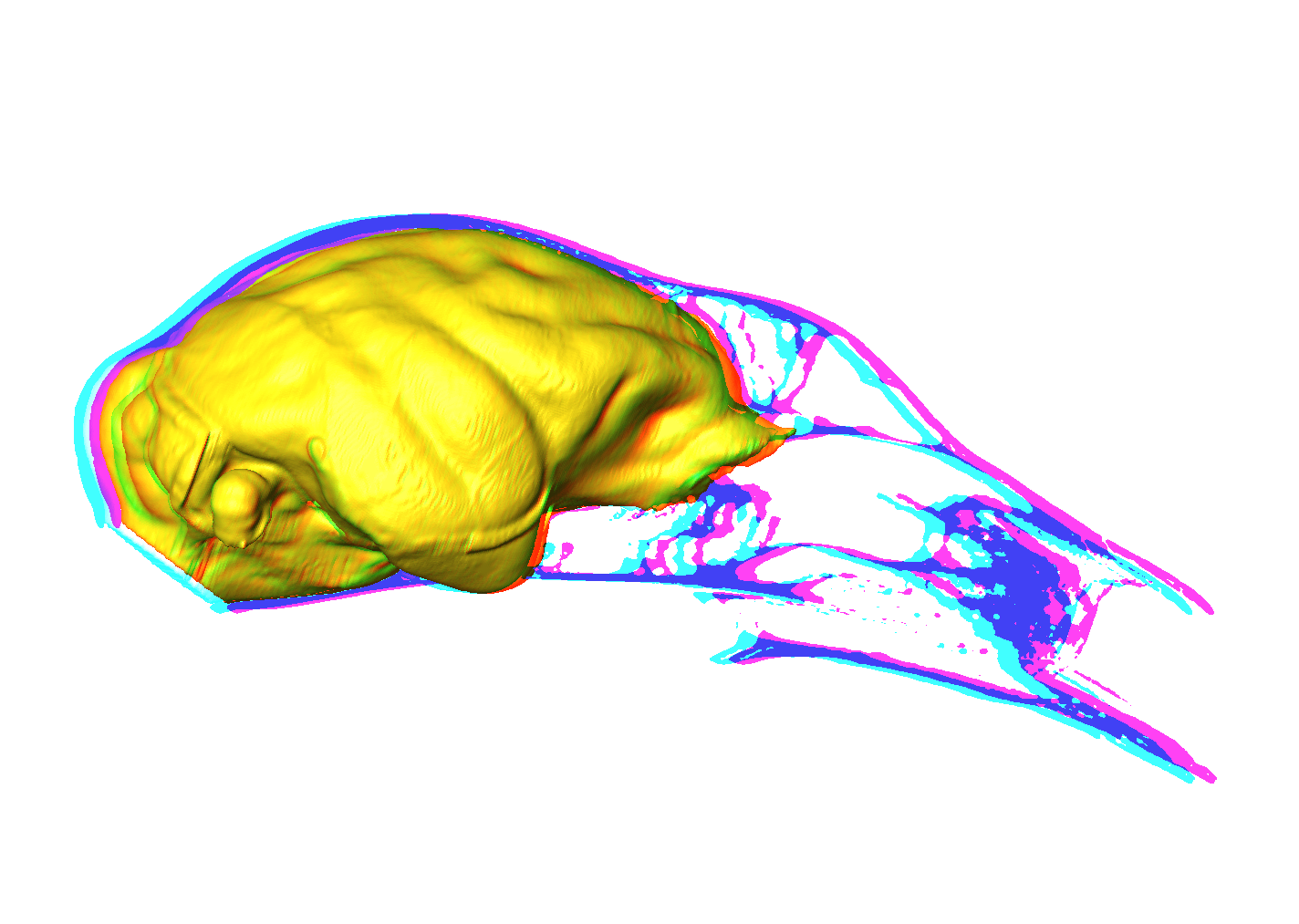 3D rendering of lemur endocast and associated midsagittal cranial tomorgraph