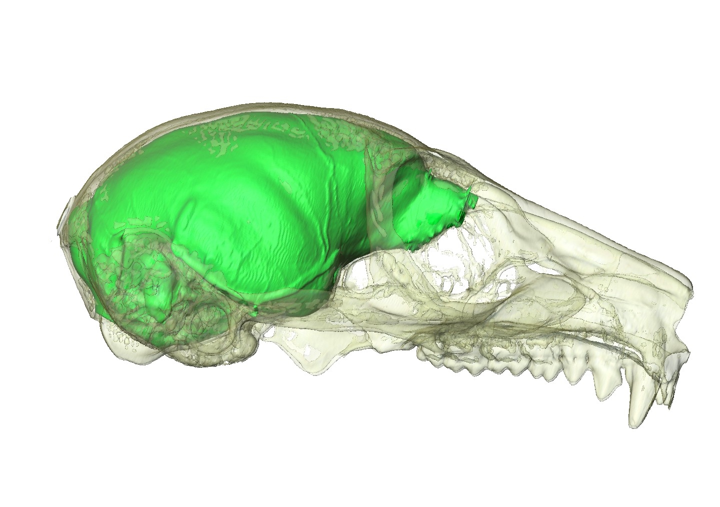 mouse lemur cranium and associated virtual endocast