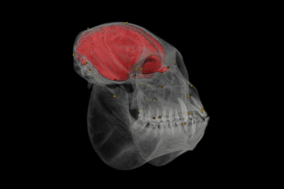 virtual endocast and skull with associated 3D landmarks