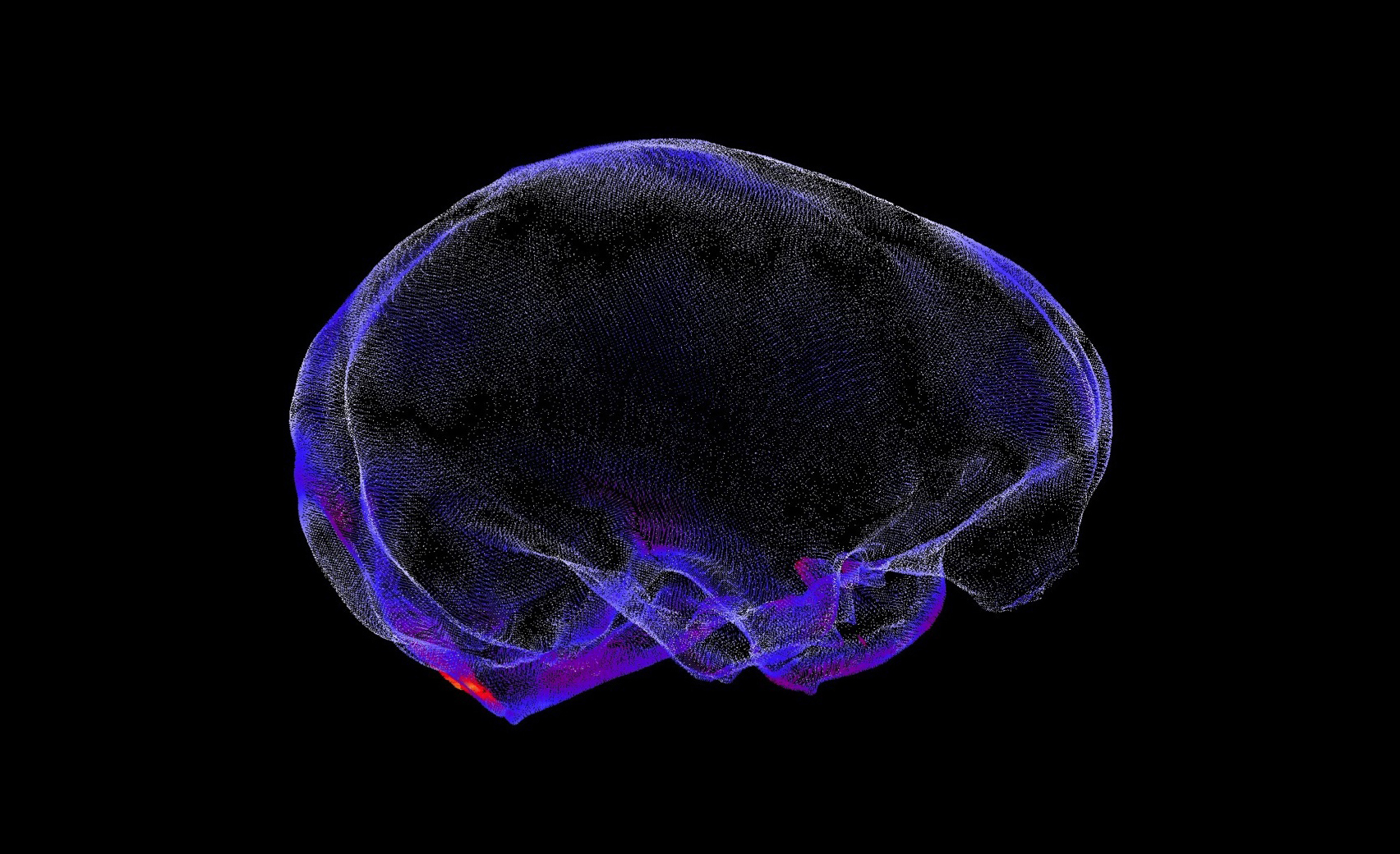 vectors from surface warping of chimp and gorilla endocasts