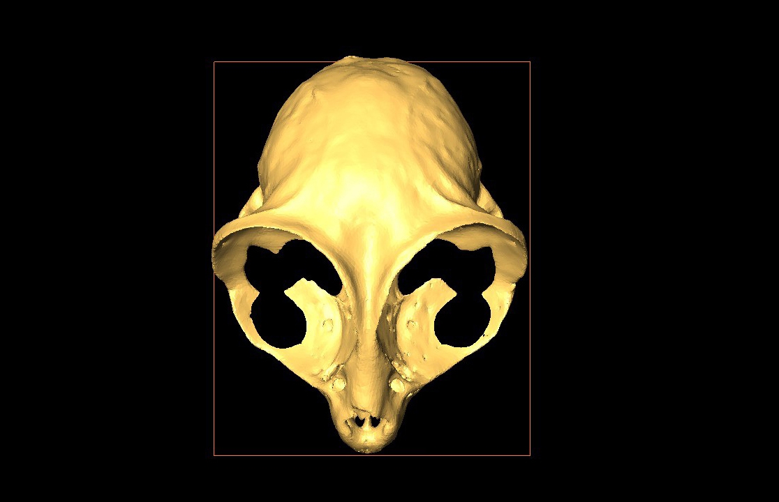 surface rendering of tarsier skull