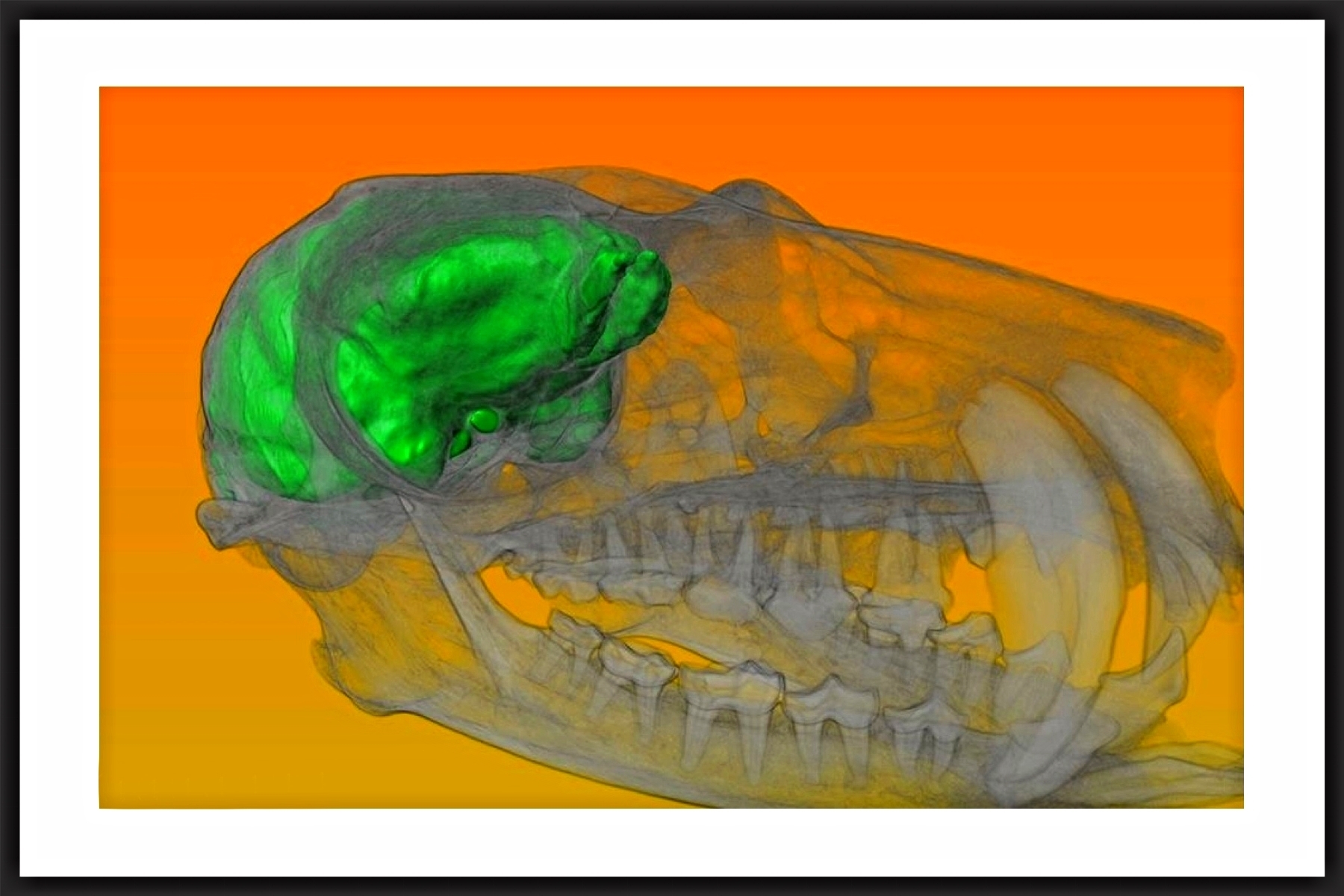 lemur skull and associated virtual endocast