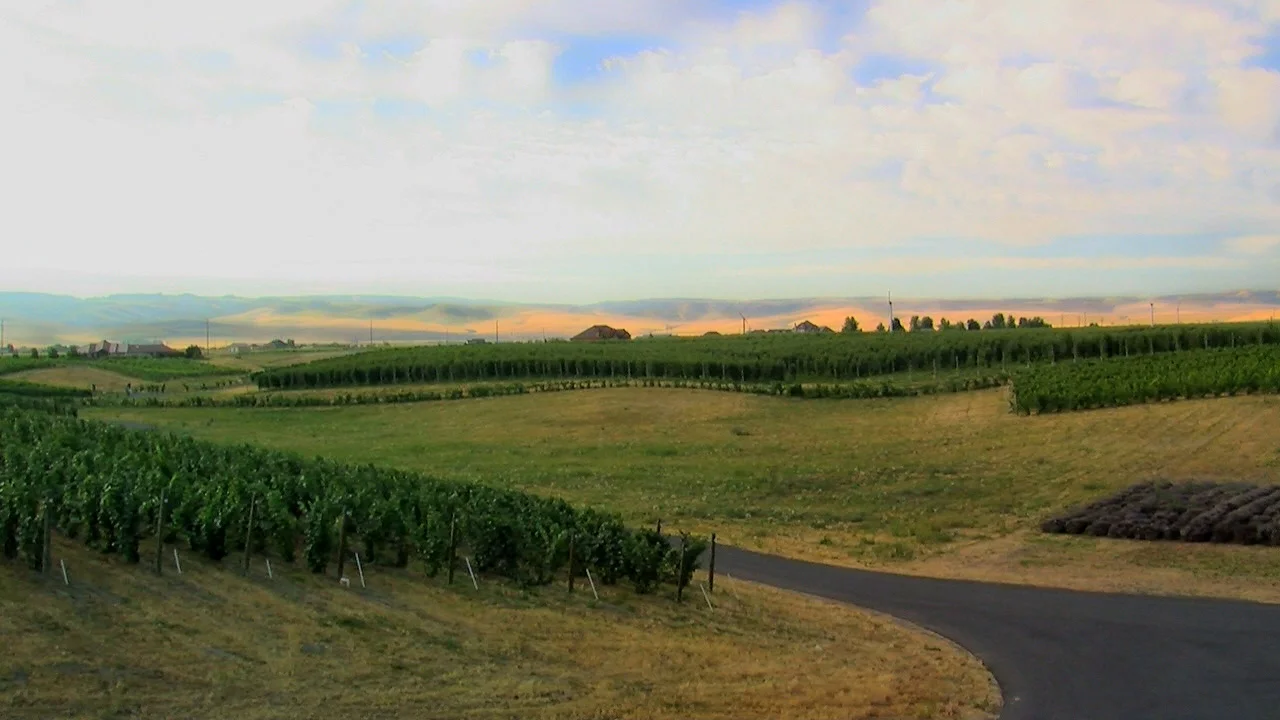 PB-PB Vineyard from Balc.jpg