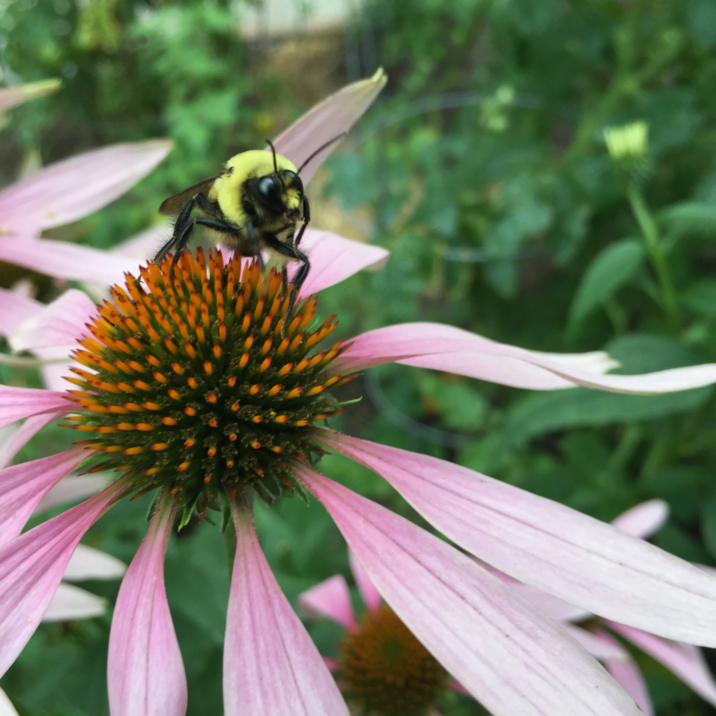 Bee's Knees