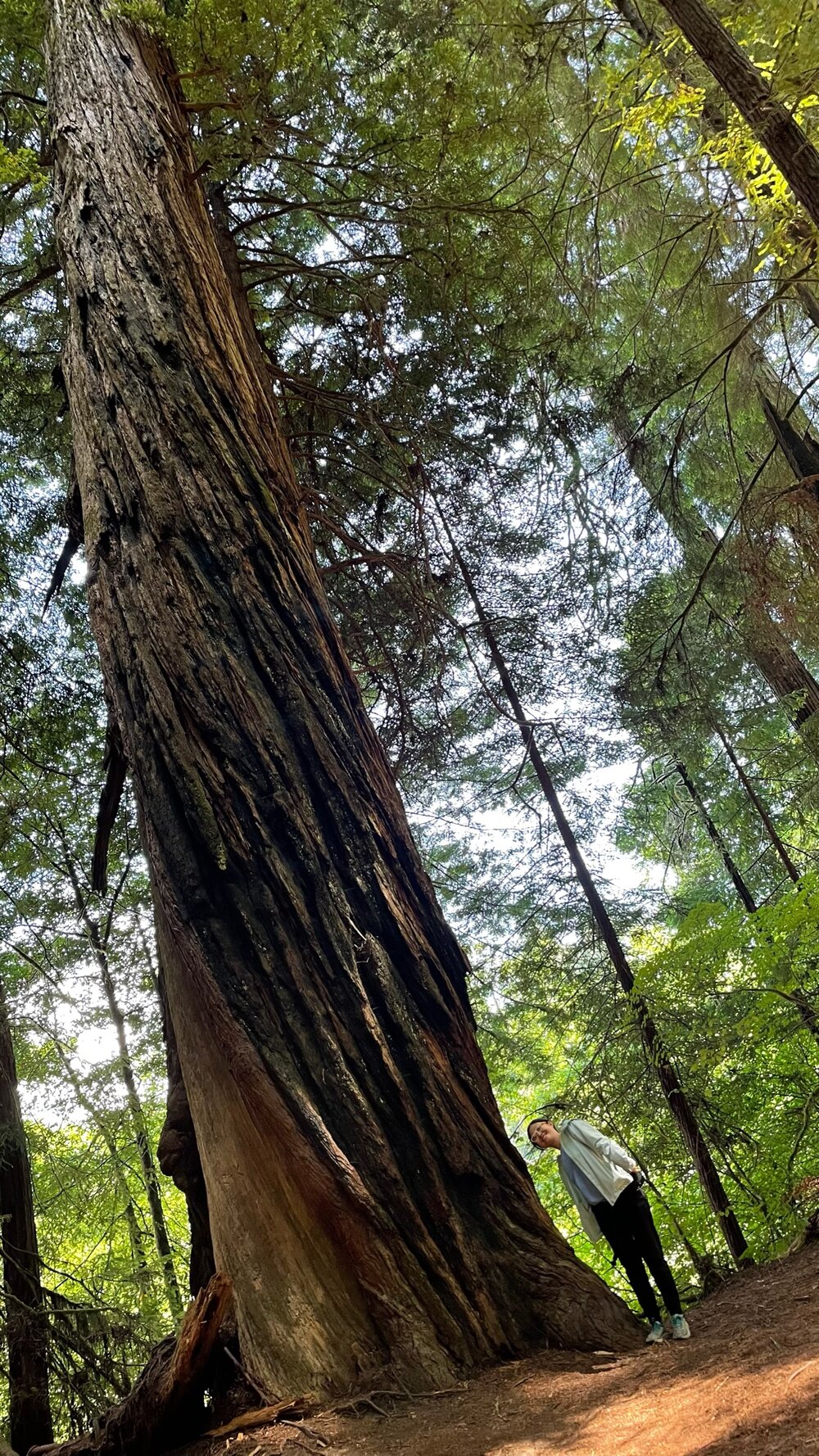 Aoshuang Becoming Tree