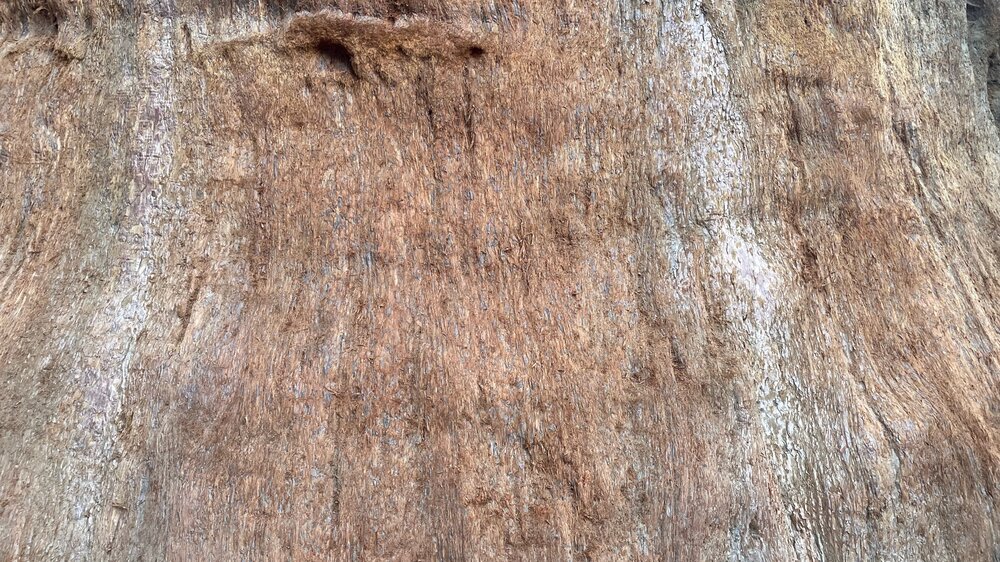 Sequoia Bark Texture Detail