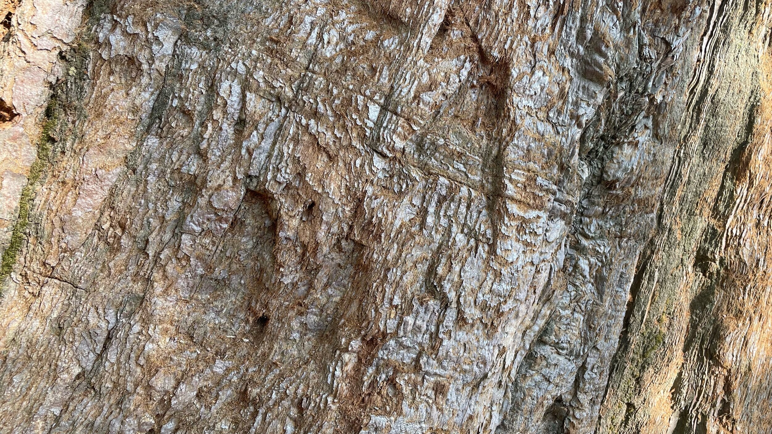 Sequoia Bark Texture Detail