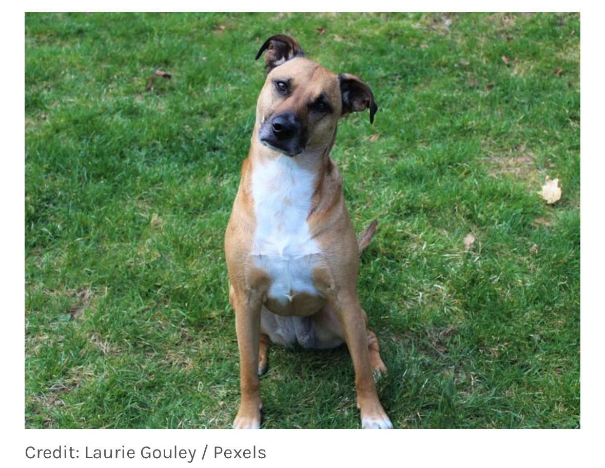 Blackmouth Cur 2.jpeg
