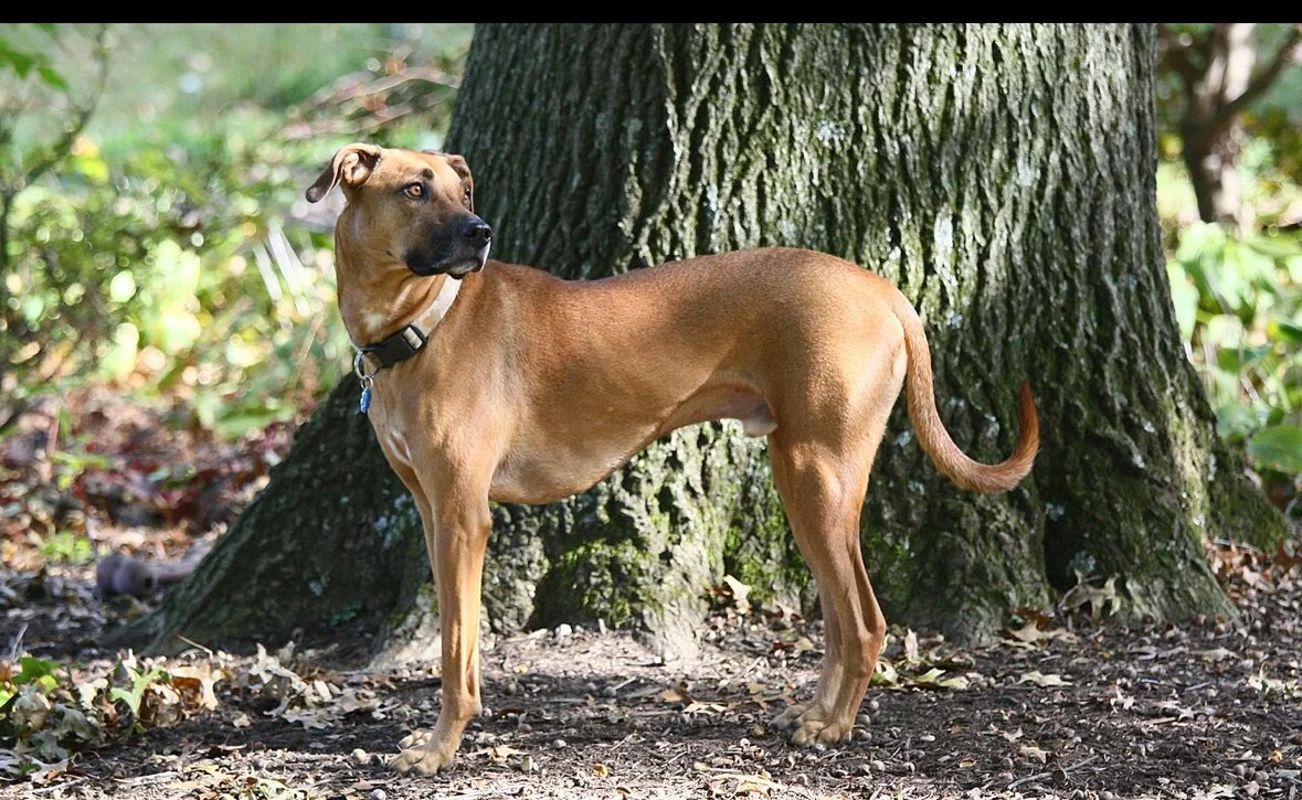 Blackmouth Cur 1.jpeg