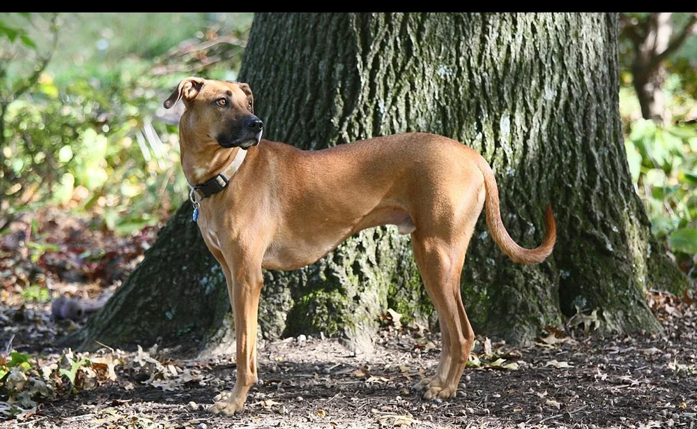 Blackmouth Cur 1.jpeg