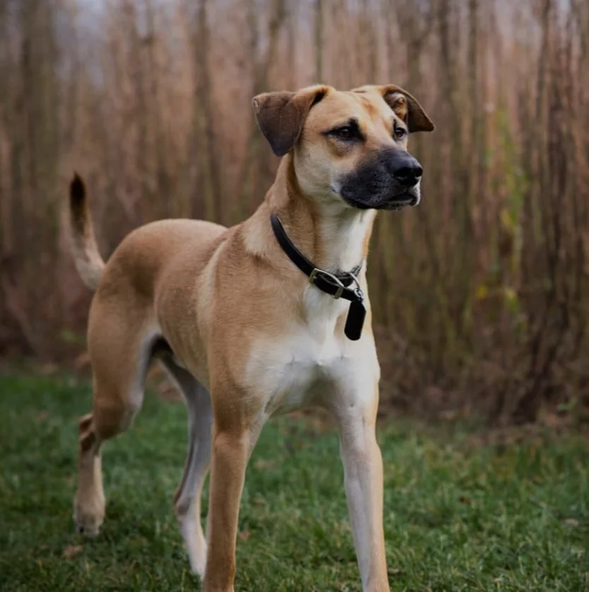 Blackmouth Cur 3.jpeg