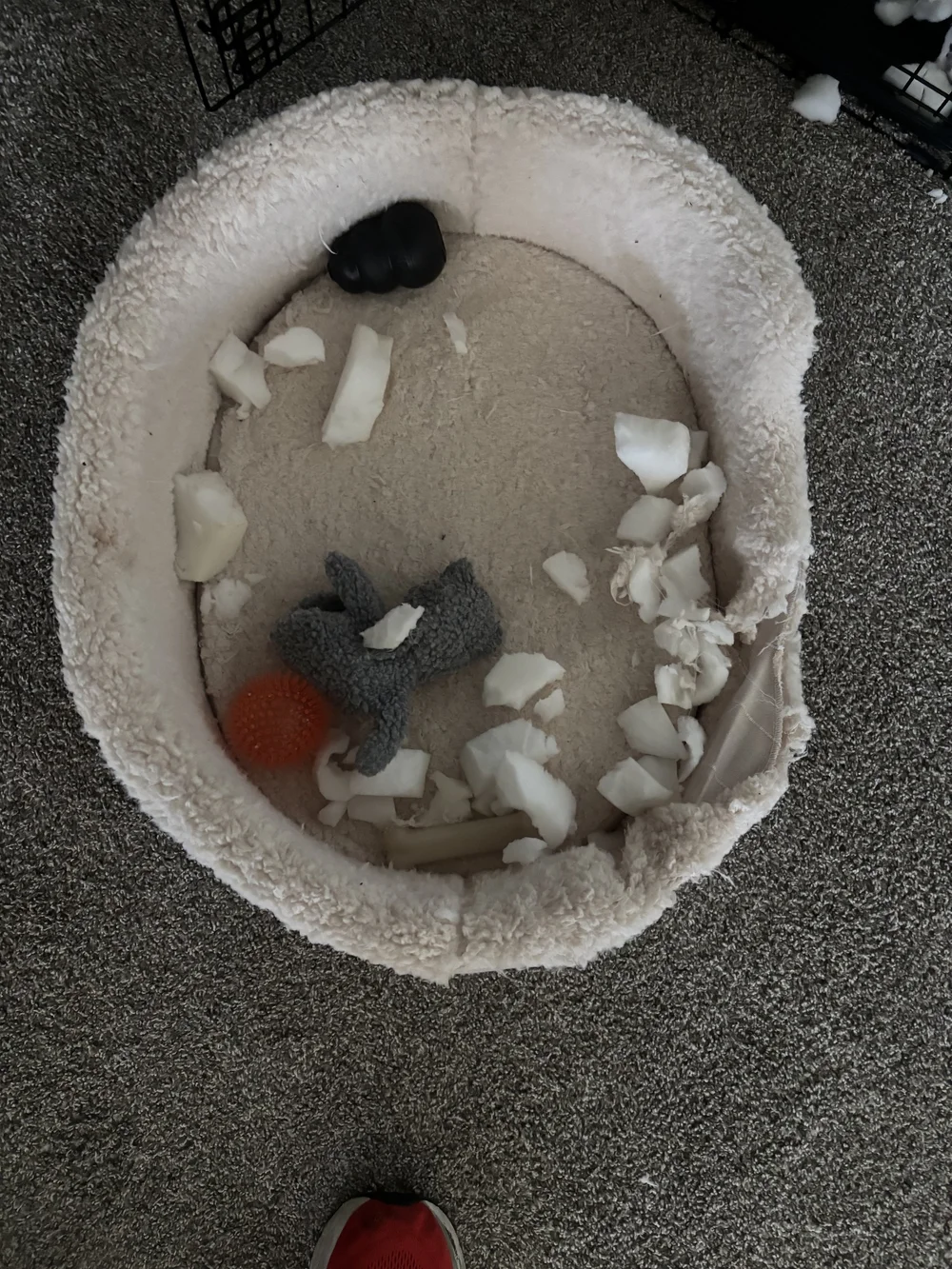 Limon destroys his bed.jpeg