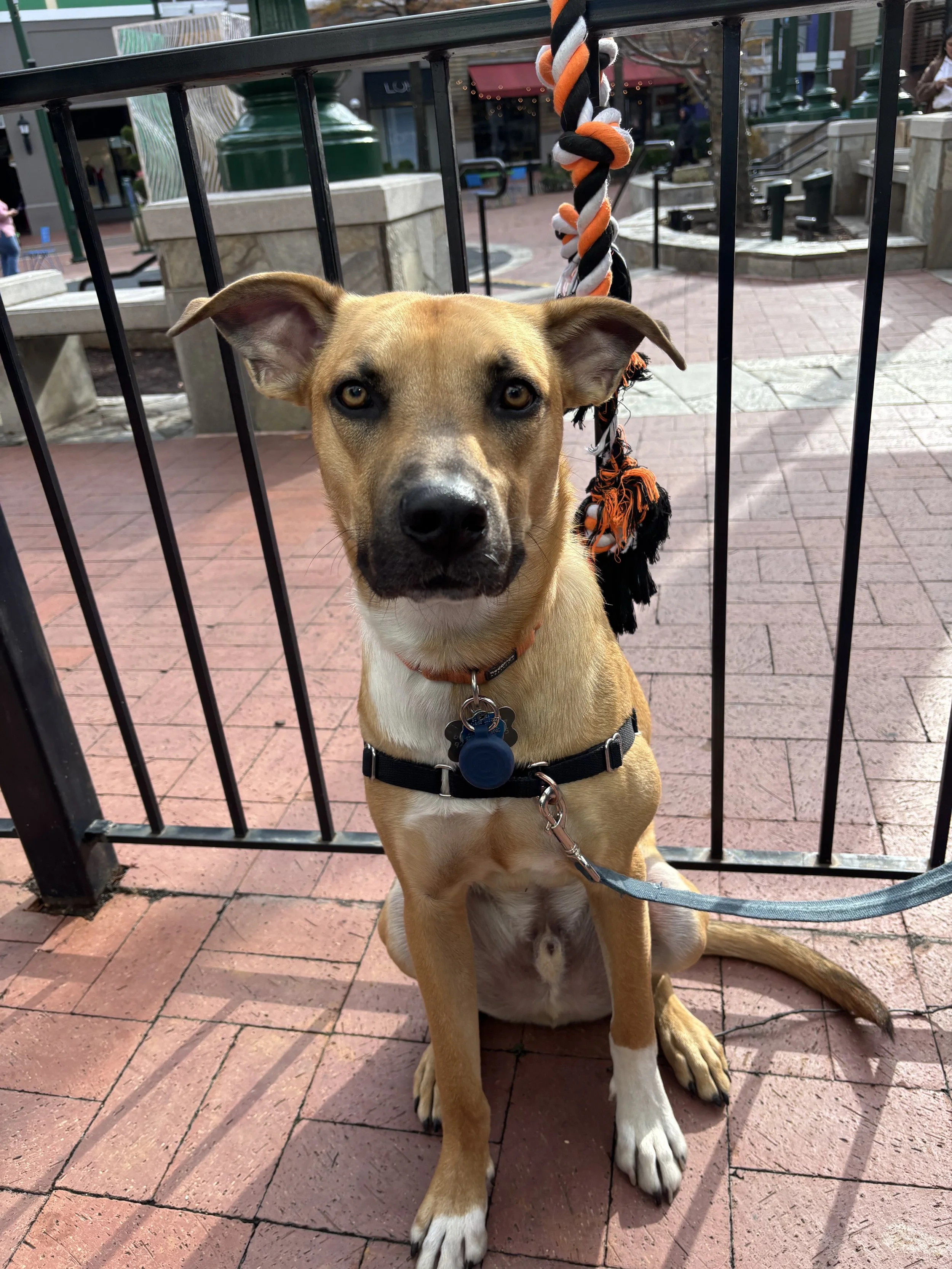 Bruch cocktails at Miss Toya Creole Cuisine in Silver Spring, MD.