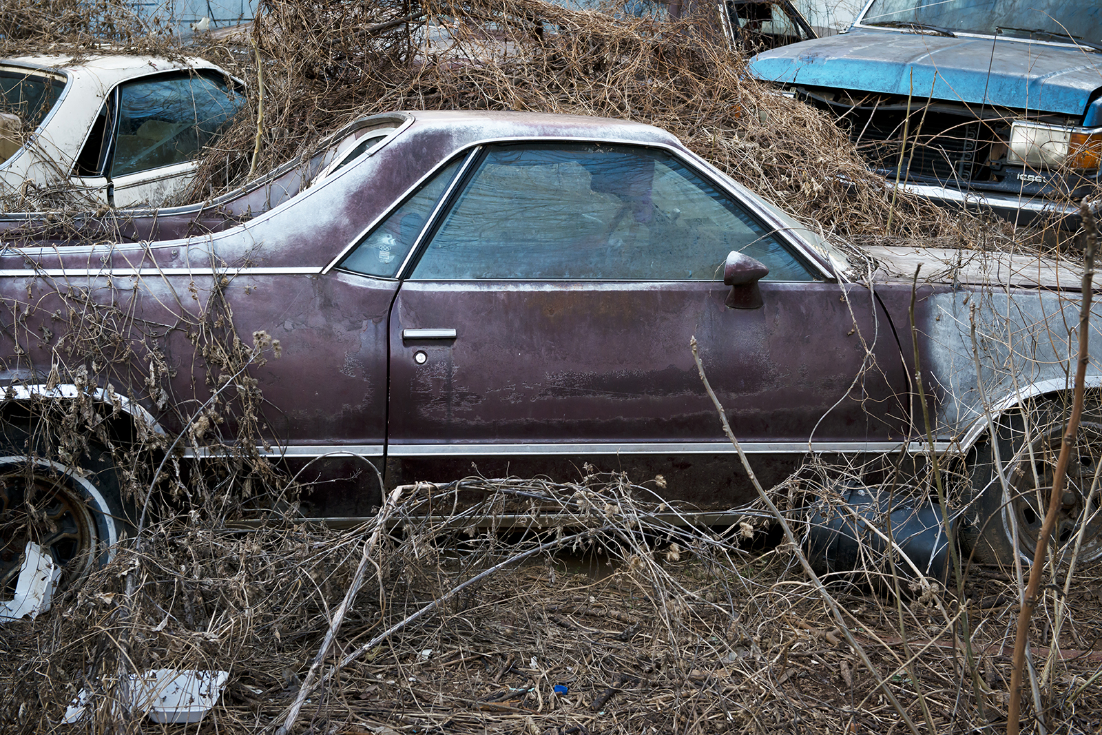 EL CAMINO-E KENSINGTON-20117.jpg