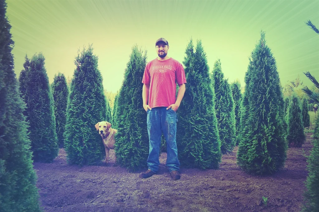 Granstrom Evergreens Nursery features Emerald Green Arborvitaes.