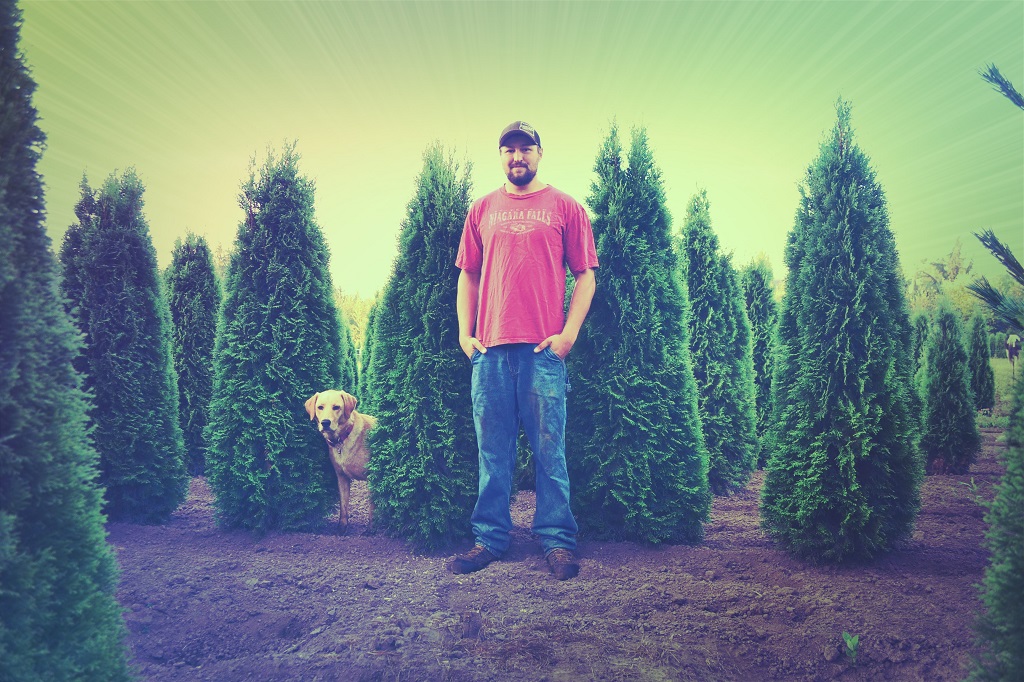 Granstrom Evergreens Nursery features Emerald Green Arborvitaes.