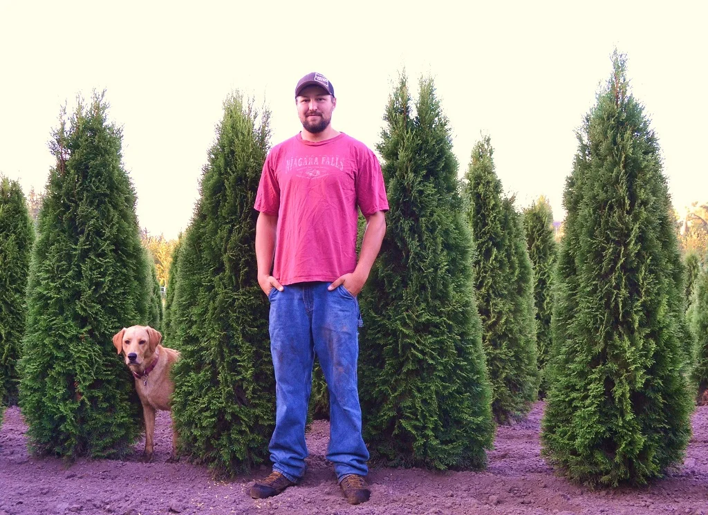 Emerald Green Arborvitae Thuja Occidentalis Smaragd Lars and Smokey the dog with some Arborvitae during Spring 2014. 