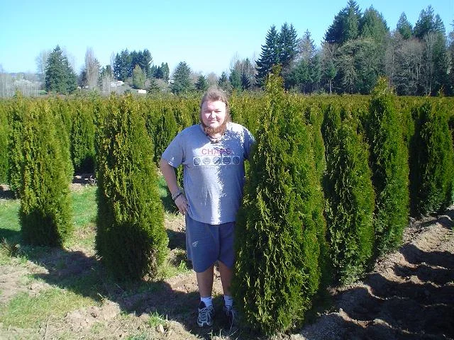 Emerald Green Arborvitae Thuja Occidentalis Smaragd Erik standing next to some arborvitae back in 2005.