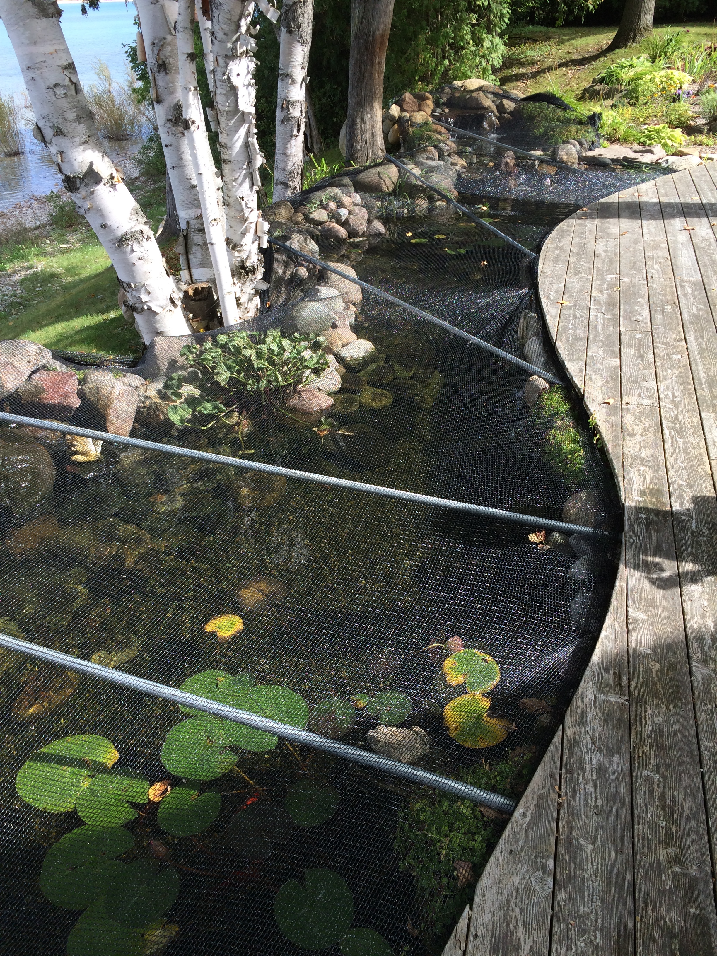 pond nets not only keep out the leaves but they protect your fish from fall predators