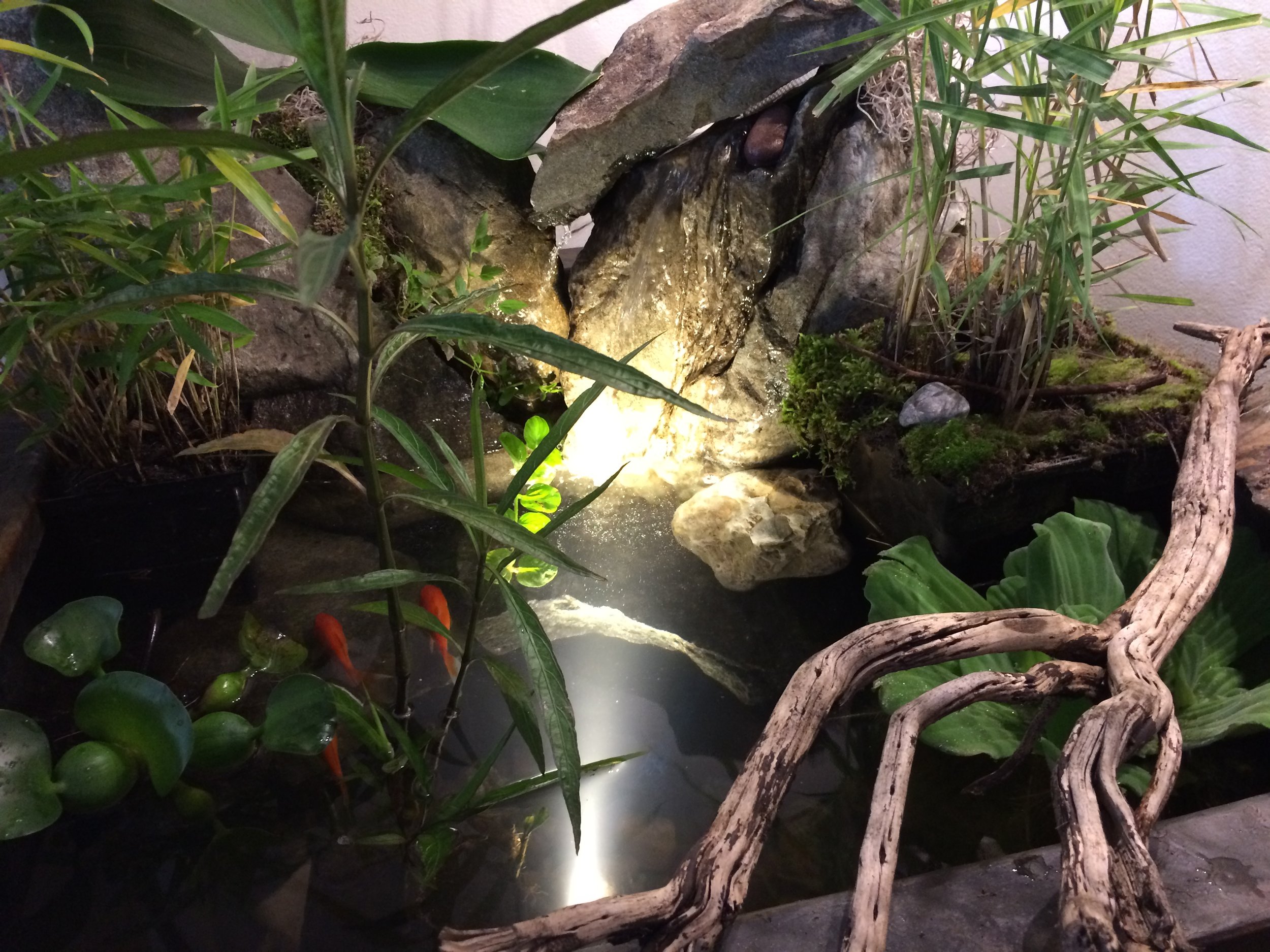 Indoor ponds are a great way to bring plants into your home. We build complete ecosystems for your home. no need to give up container water gardening during the winter. 