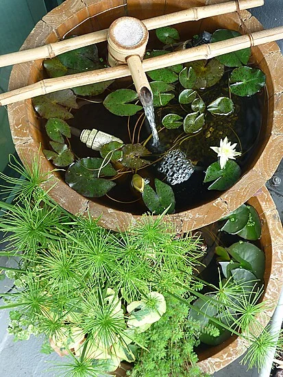 Indoor #ponds are a great way to bring #ritual into your days