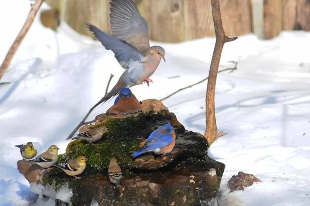 Birds gather around a bubbling rock for fresh water