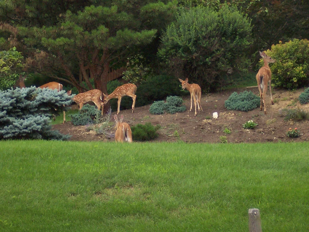A small group of deer can destroy your yard in a matter of hours. Keep the deer out with Deer Scram powder. www.deerscram.com