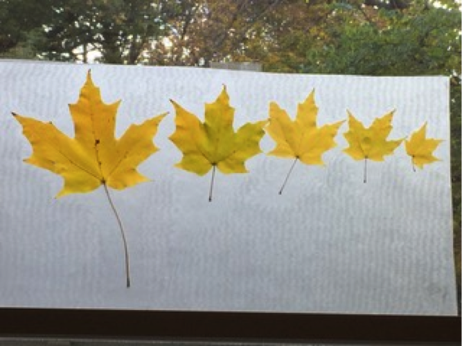 windowleaf.png