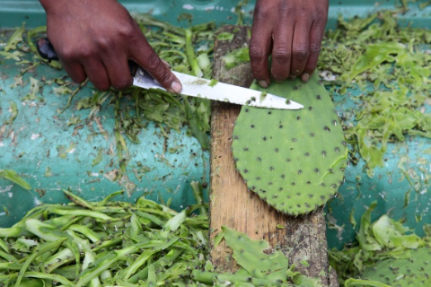 cutting-nopales-mexico.jpg