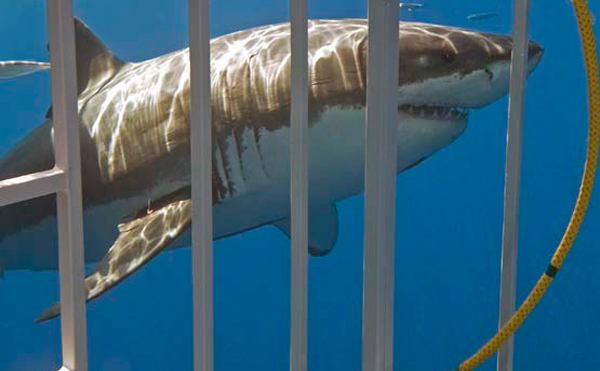 I just completed filming our latest YB episode entitled “Deep” off the coast of South Africa. Yes, I was with the Great Whites!