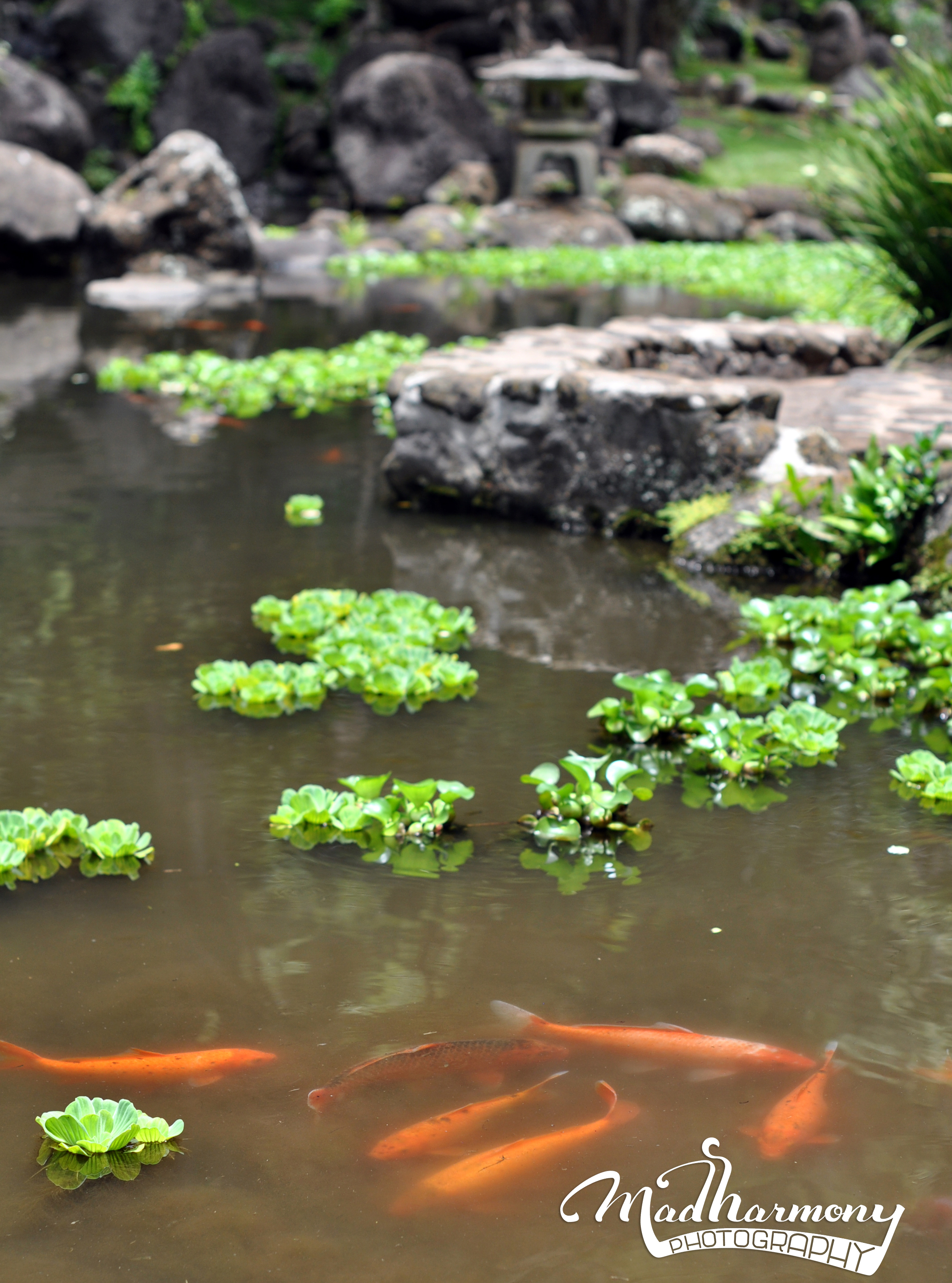 Ioa Valley, Maui / May 2014