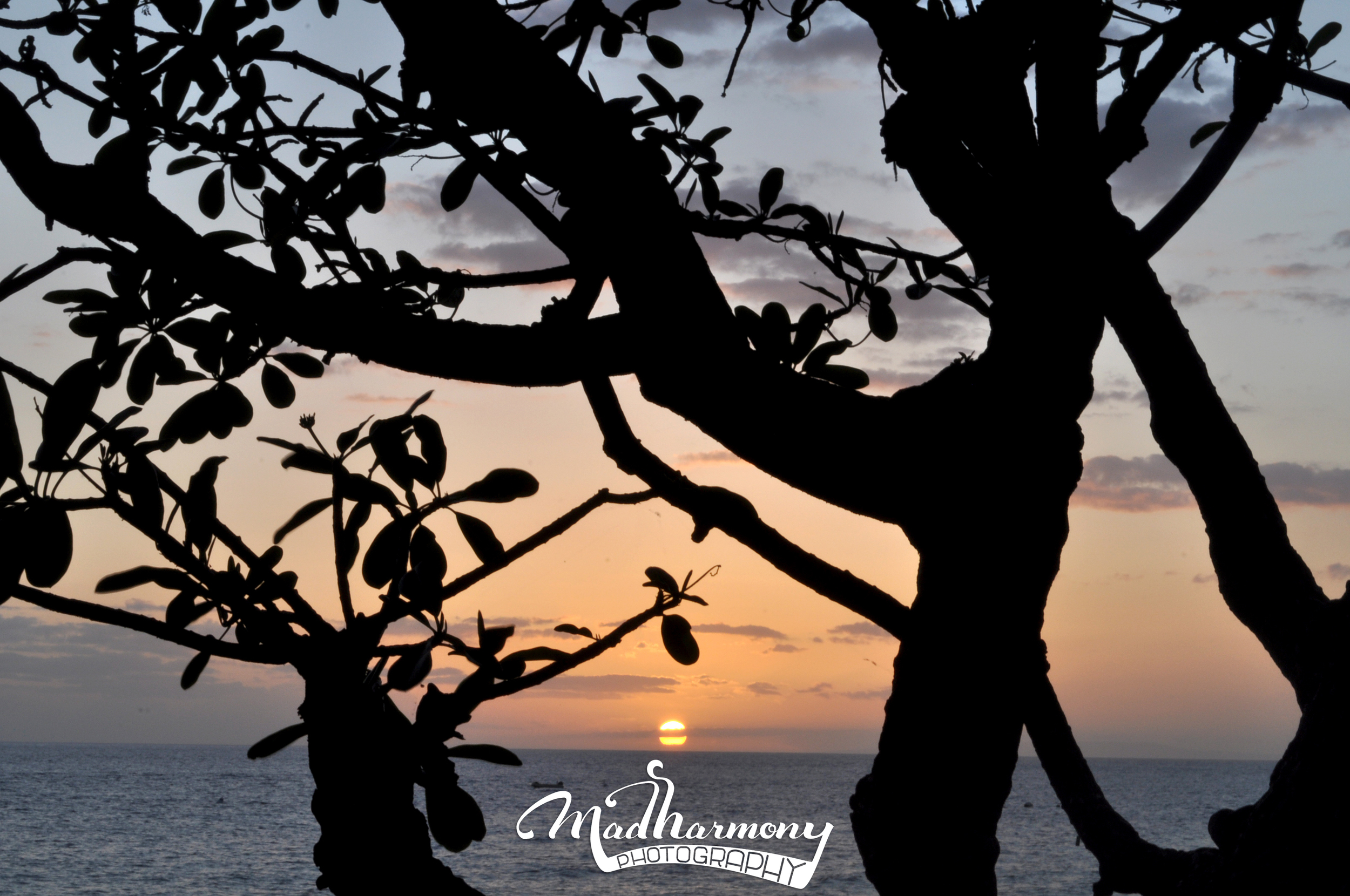 Whaler's Village, Maui / May 2014