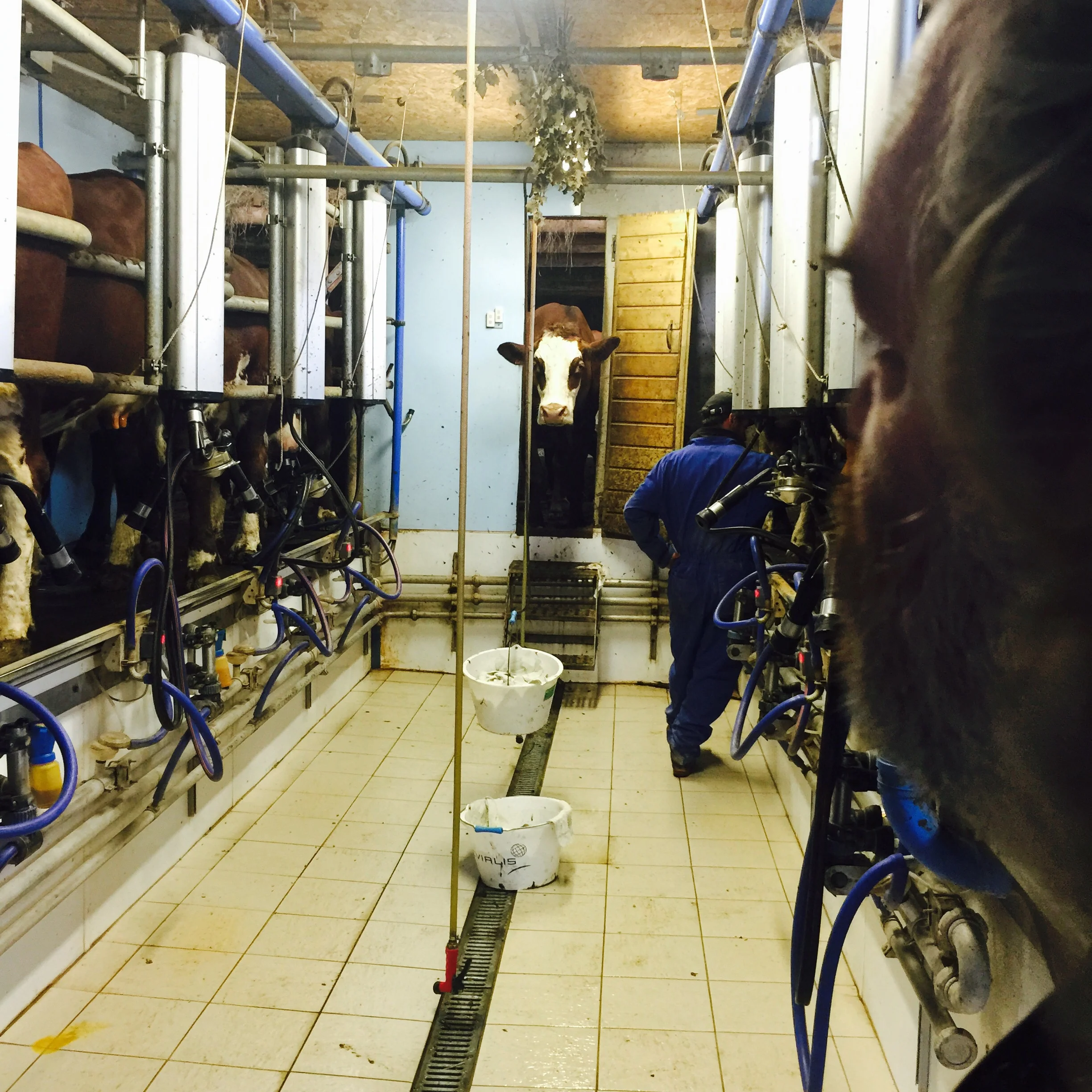 Doing the evening milking of the Abbondance cows for the production of Beaufort cheese.