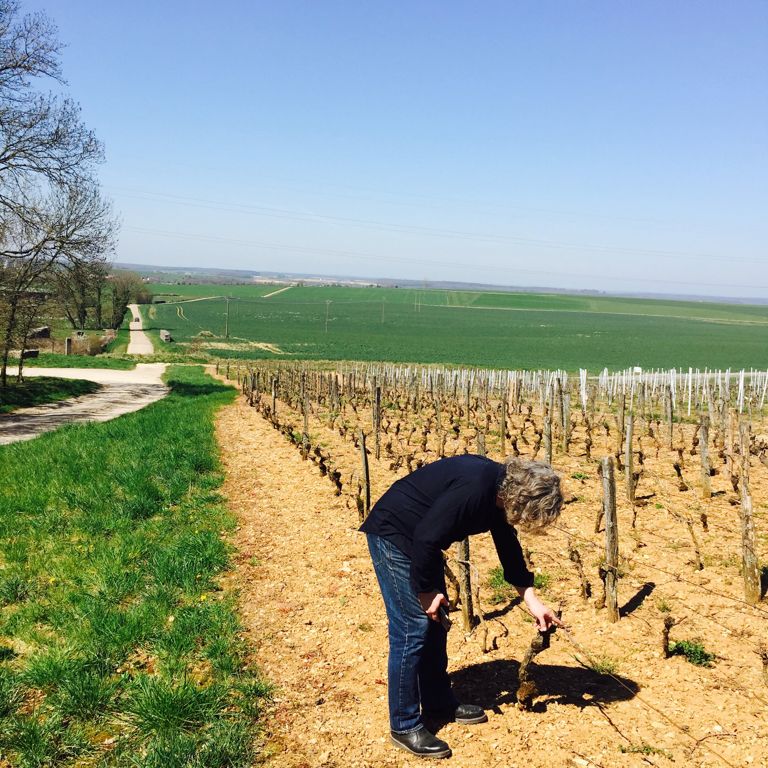 George observing how the vines are trained in this west-facing Jura vineyard. 