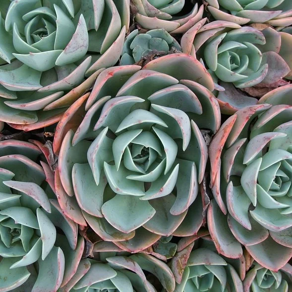 Succulents 1.jpg
