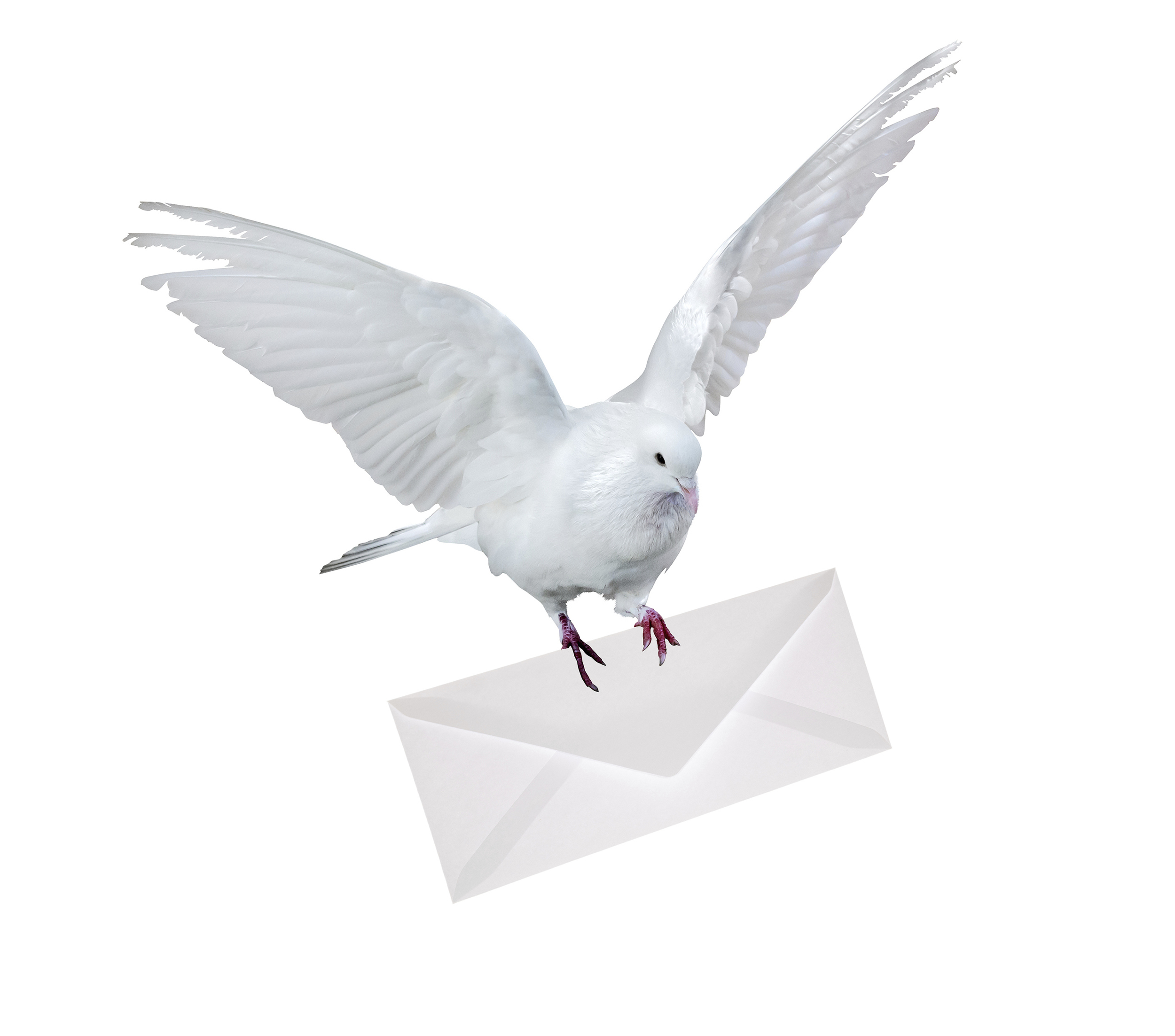 Песня белыми голубями летите письма домой. Почтовый голубь. Почтовый голубь на белом фоне. Голубь с конвертом в клюве. Голубь с письмом.