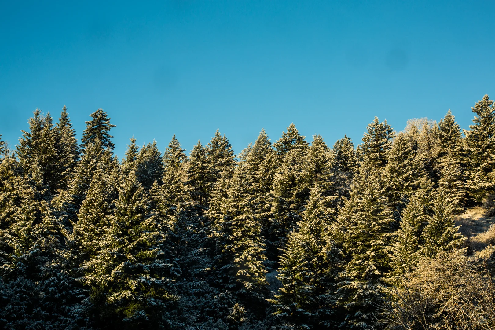 Pinos / Pines
