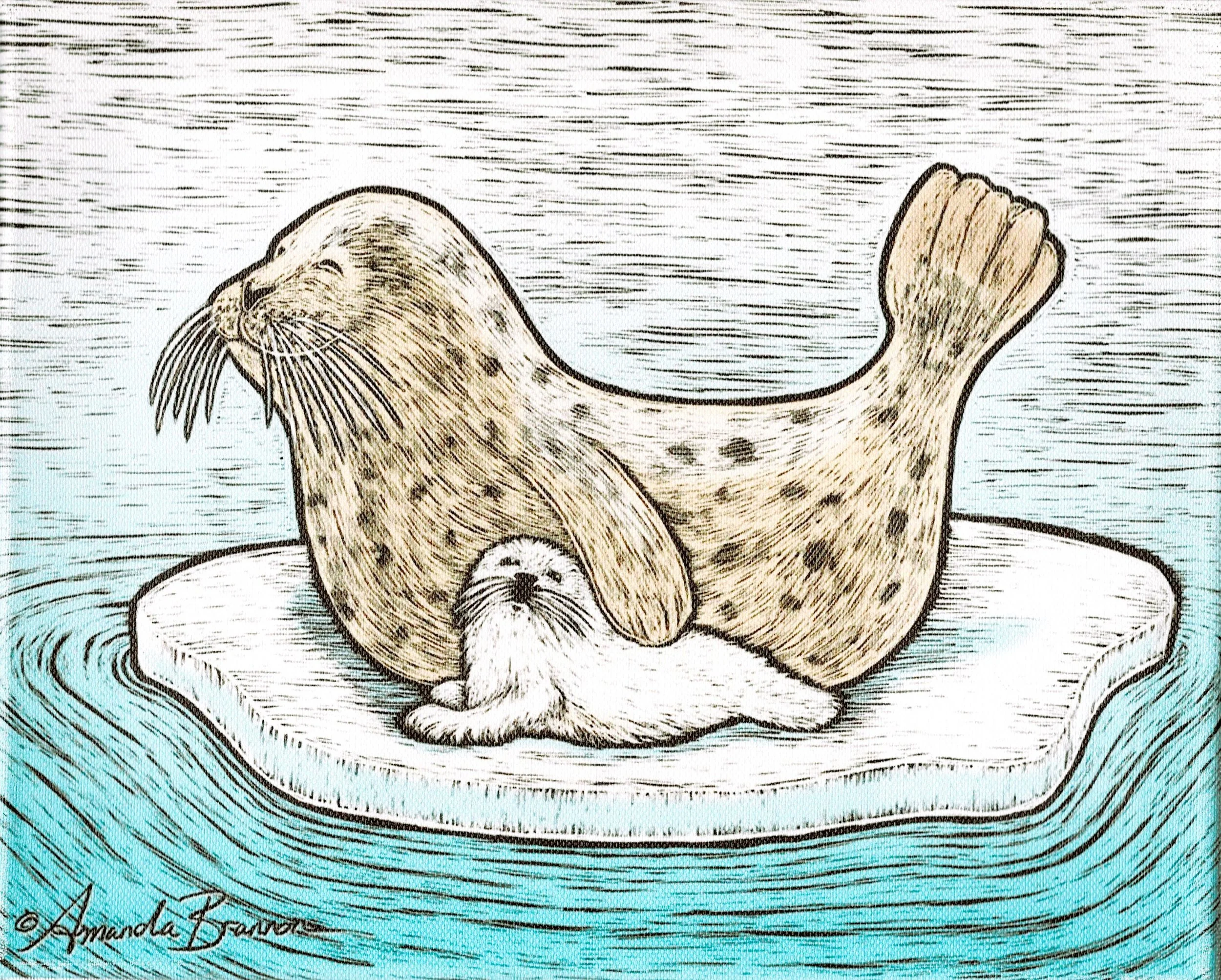 Harbor Seals