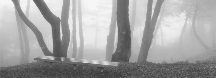 Forest Bench
