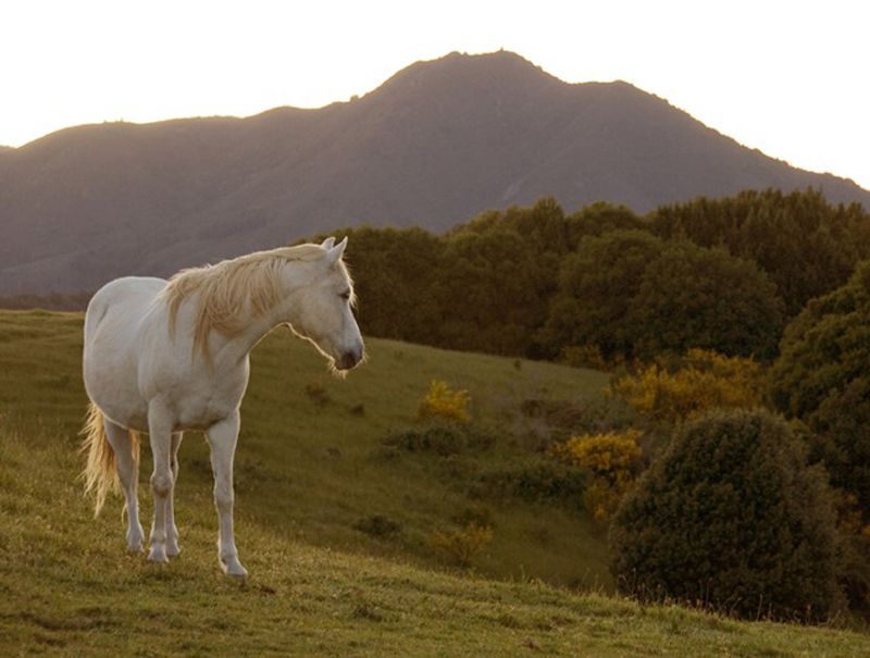 Last Light Hilltop