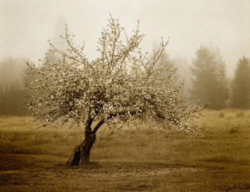 Apple Blossoms Late Spring
