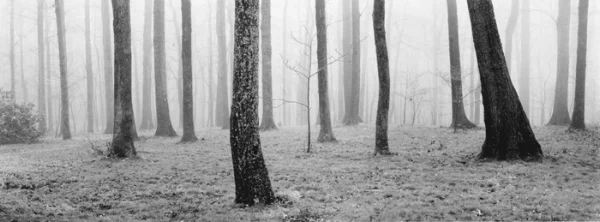 Grove, Monticello