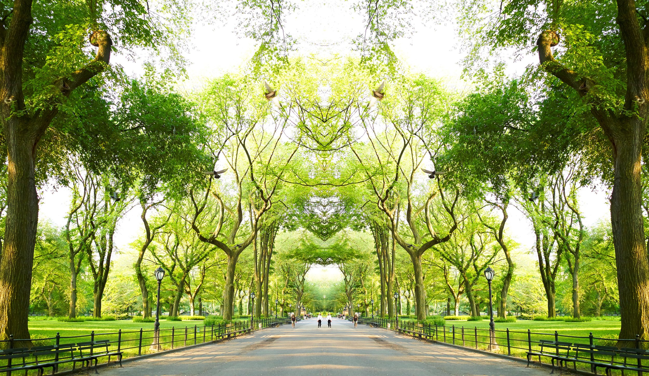 Trees II, NYC_43x70.jpg
