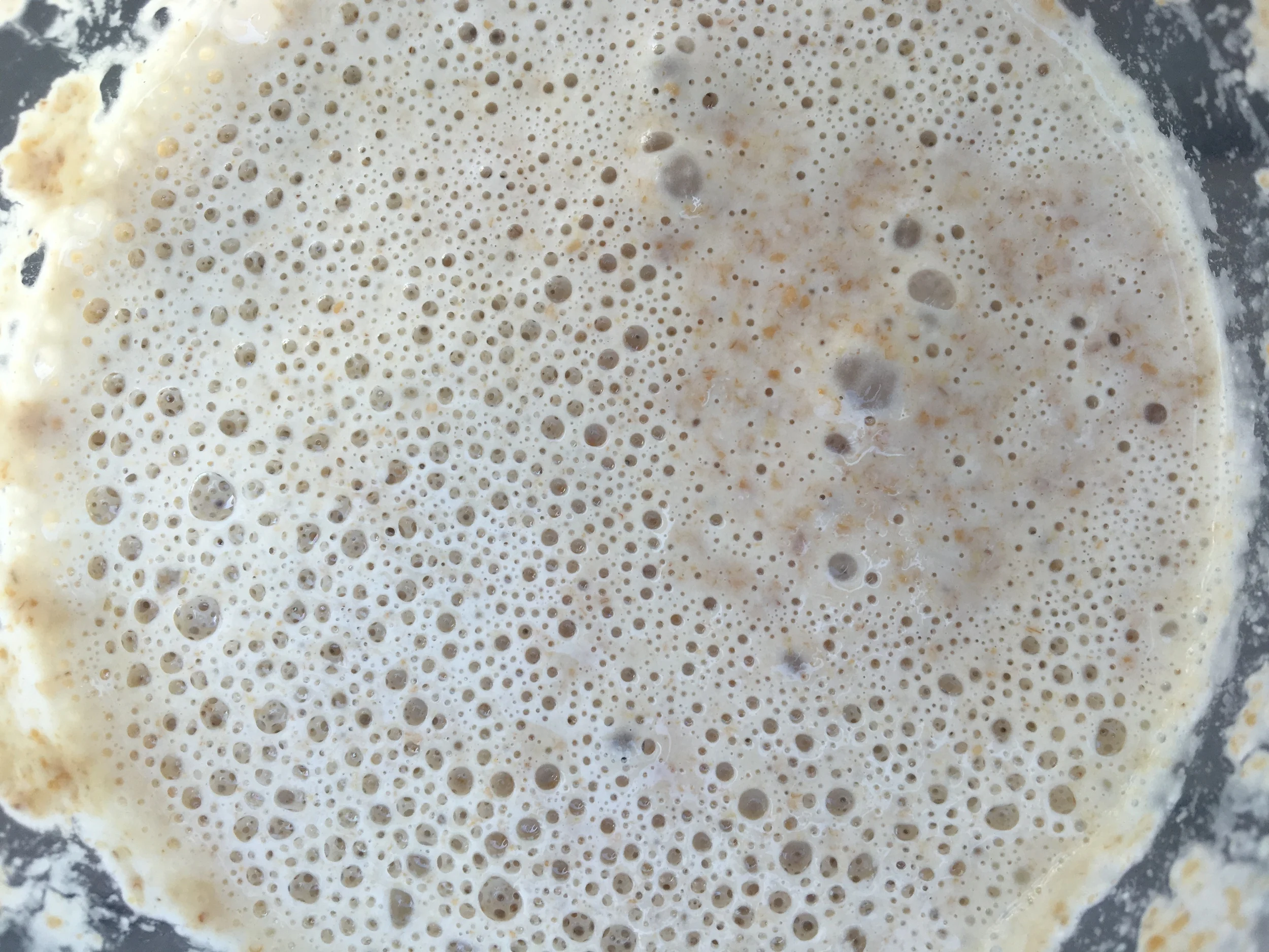 new sourdough starter on day 4